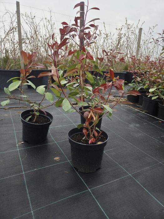 Photinia Redrobin 60-80 cm C5 poękne krzewy