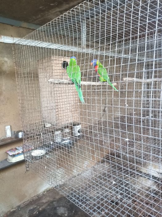 Loris molucanos para criar a mão e casal reprodutor