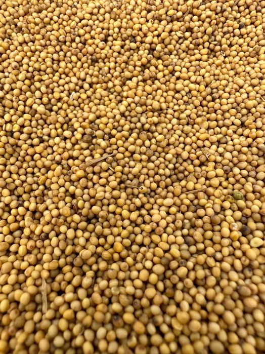 Gorczyca ładna czyszczona brutto