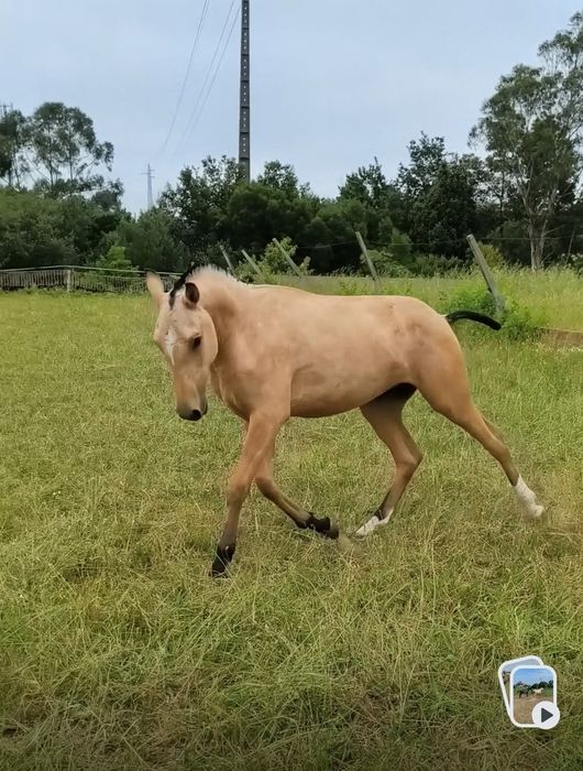 Poldro 1 ano Lusitano baio