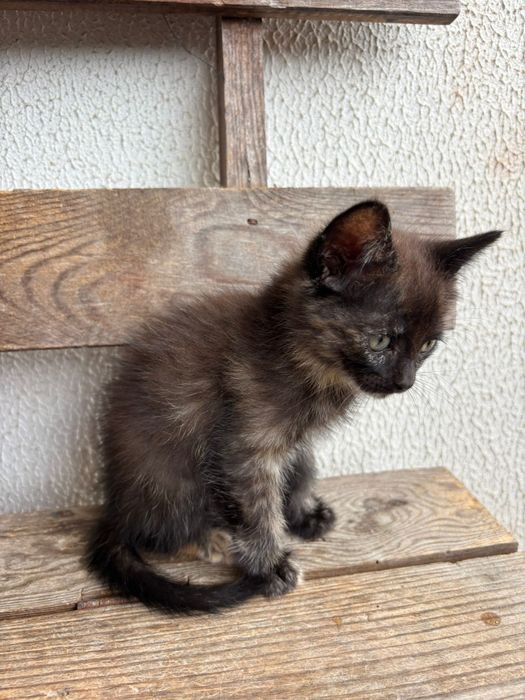 Gatos para adoção