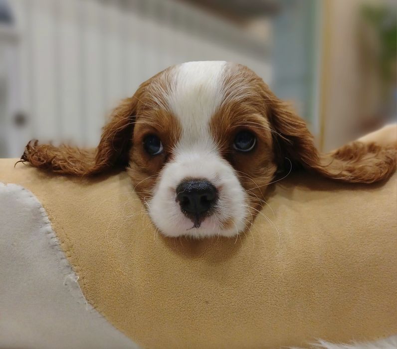 Cavalier King Charles Spaniel