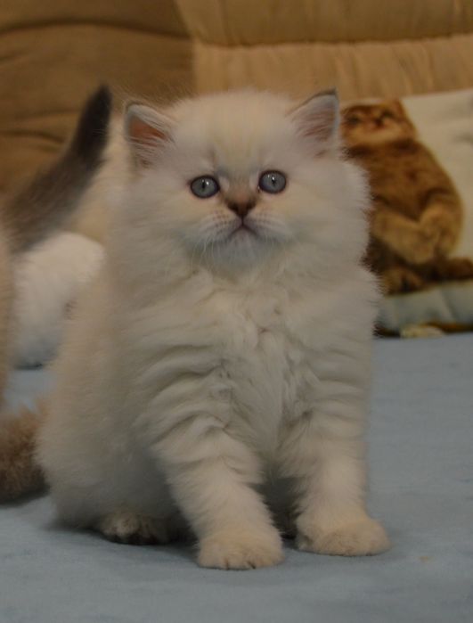 В'язка шотландського кота