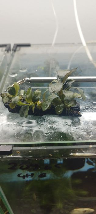 Bucephalandry dużo gatunkow