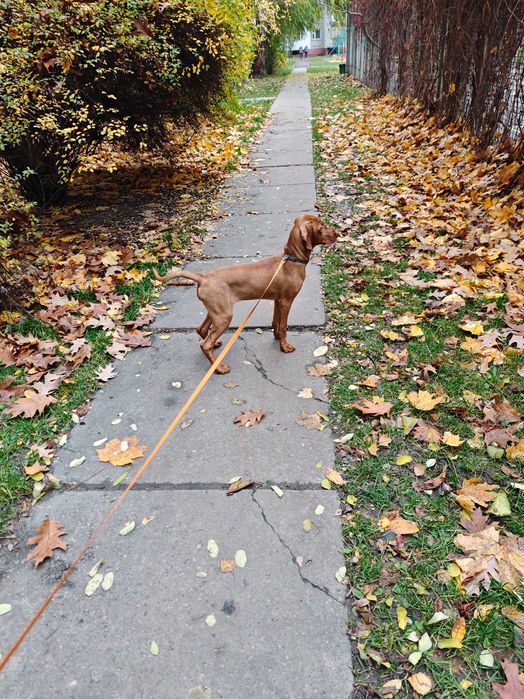 Угорська вижла/ розплідник КСУ-FCI/ Венгерская выжла