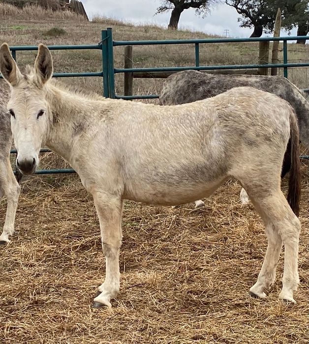 burros e burras dóceis