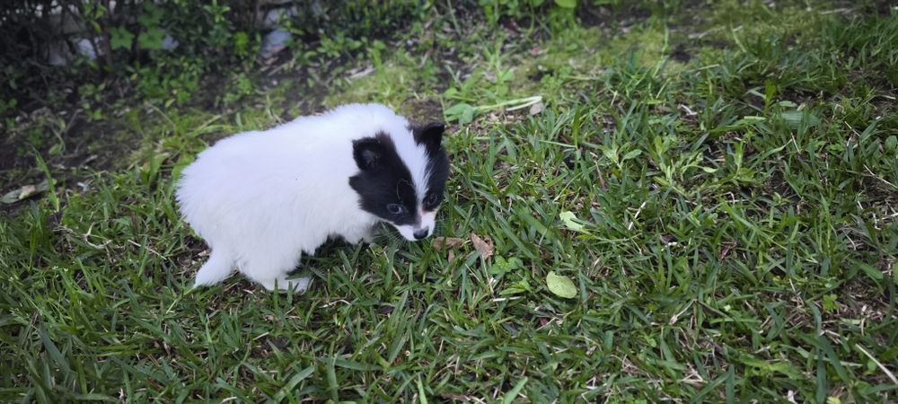 Spitz alemão anão femea Lulu da Pomerânia criado em ambiente familiar