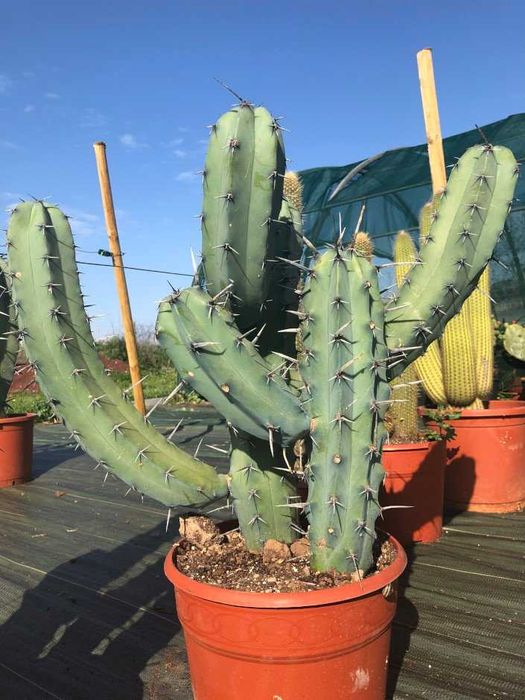 cactus para crescimento