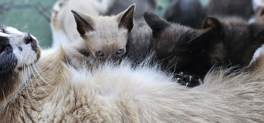 Dão se gatinhos Bebés
