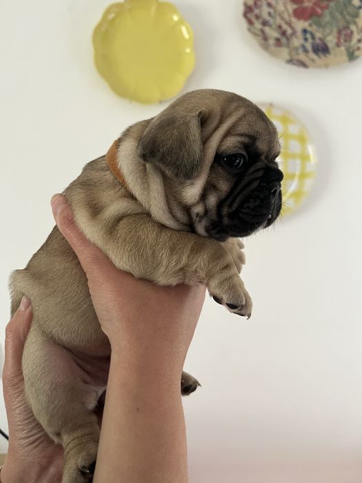 Bulldog Francês