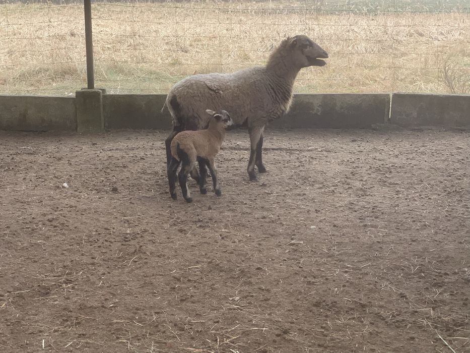 Owca Kameruńska z jagnieciem