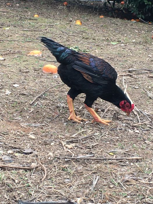 Cornish pardo faisão