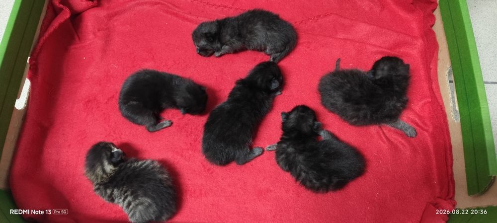 5 małe czarne kotki oddam