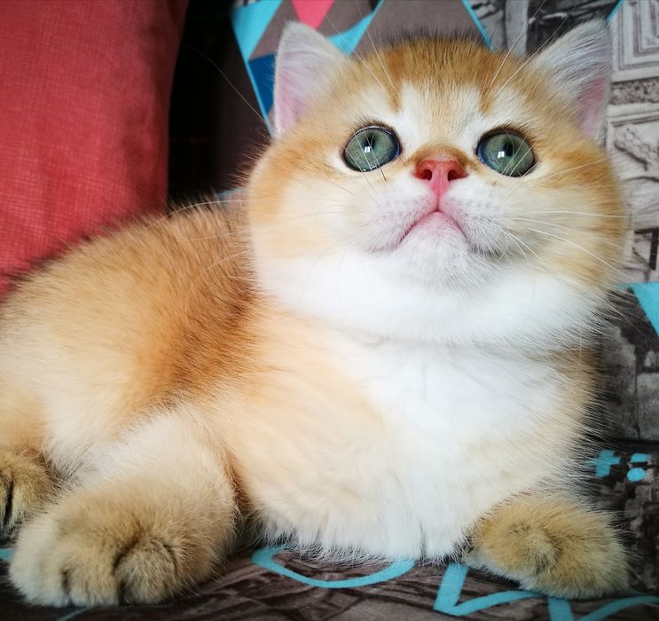 Яркий апельсинчик, окрас чистейшее золото