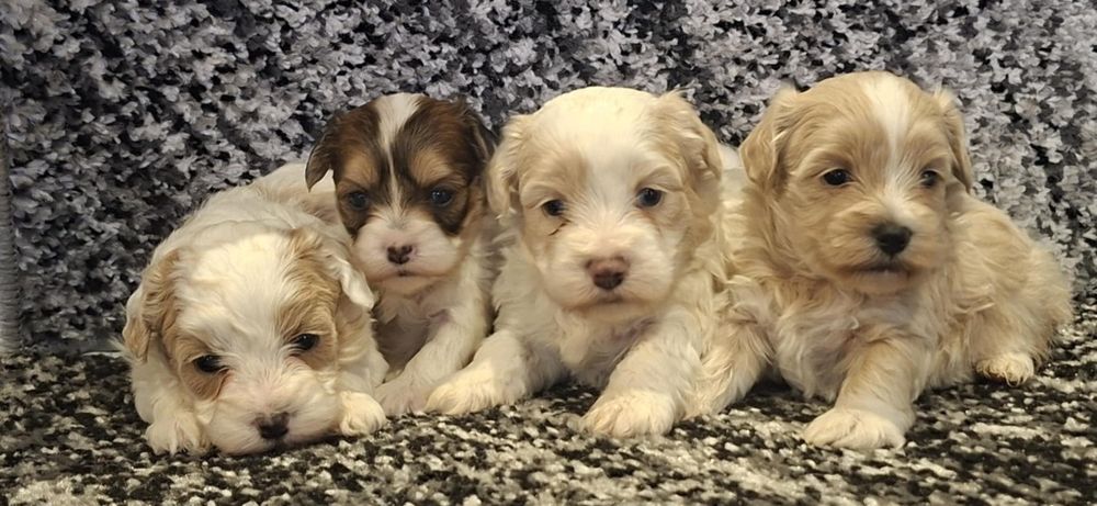 Maltipoo F1 szczenię