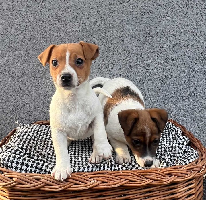 Jack Russell Terrier suczka od # SMARTIE JACKS # pure breed female