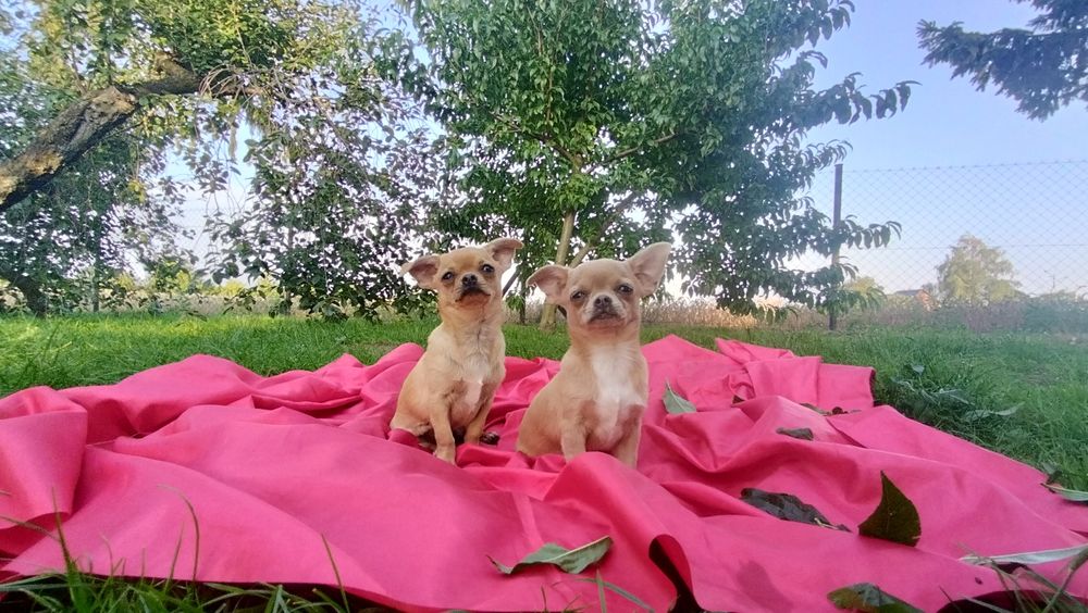 Śliczne -szczenię Chihuahua! aktualne zdjecia
