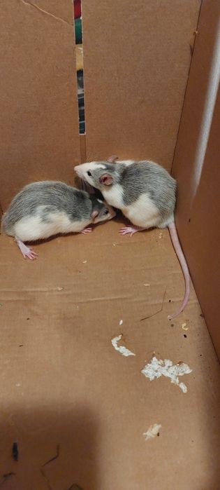 Szczur Szczurek szczurki