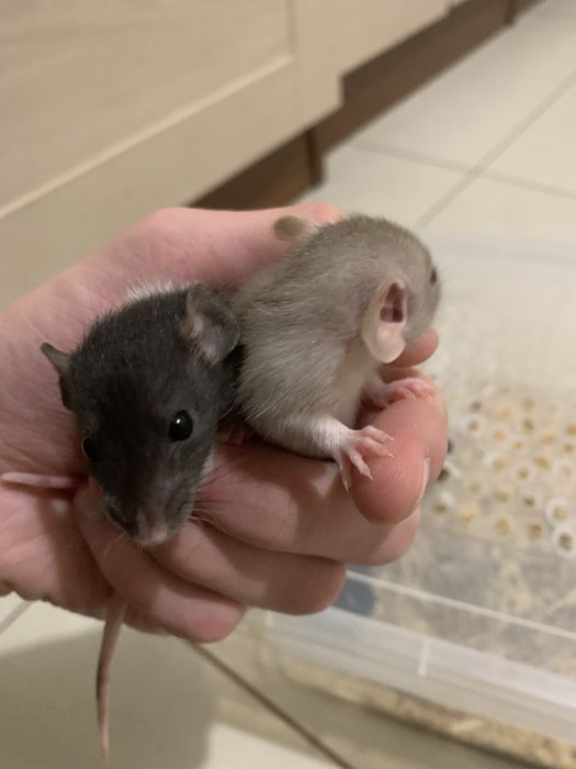 Щурики, криси дамбо хлопчики