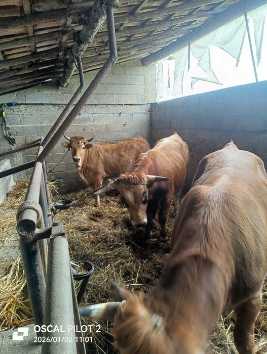 Três vitelos de raça marinhoa para venda