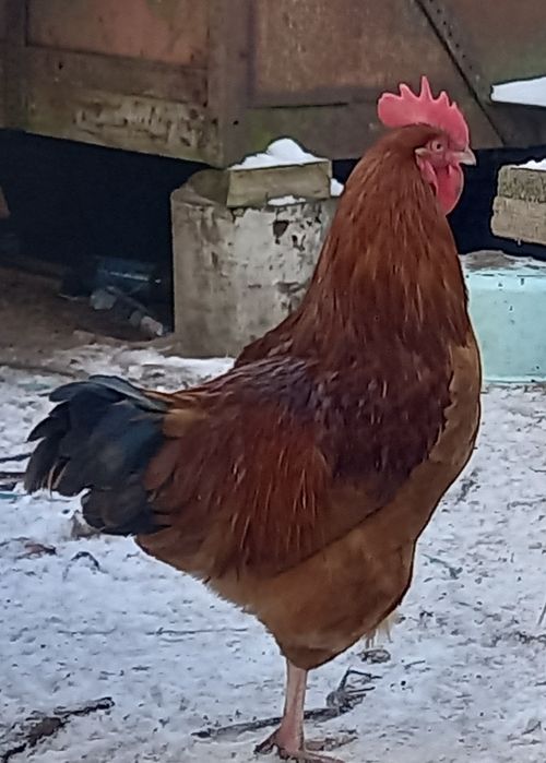 Koguty 1 x rossa I 2x arakuama