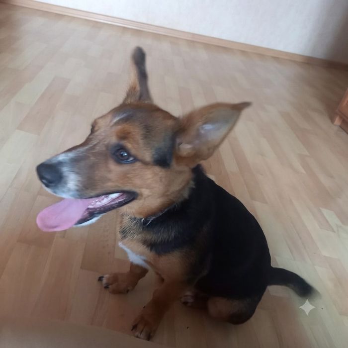 Oddam pieska w dobre ręce - proszę o przemyślane decyzje