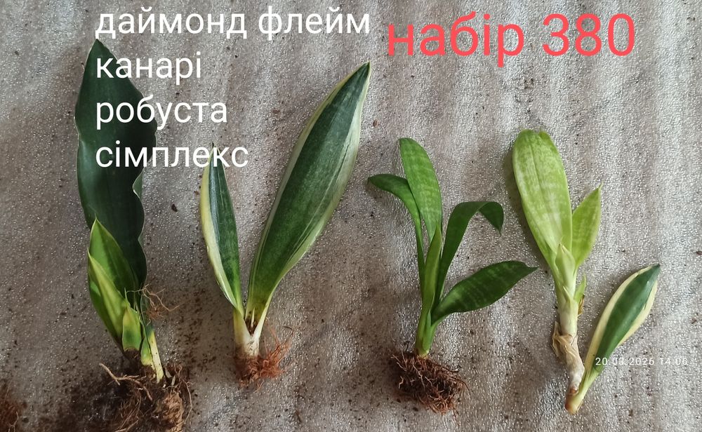 Набори сансевієрій