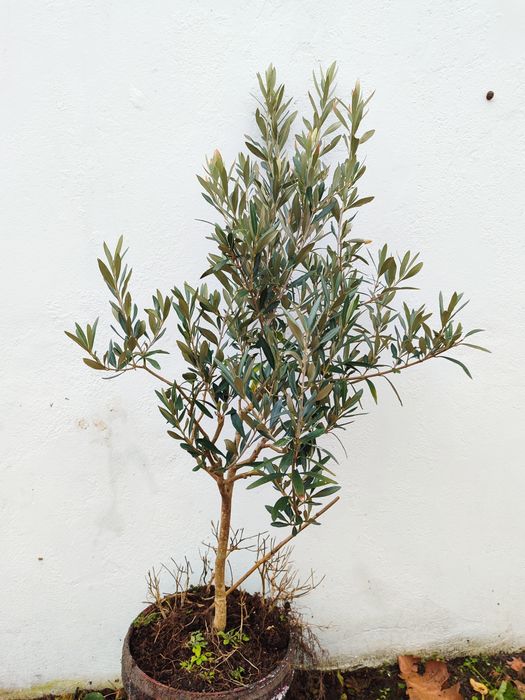 Vendo Oliveira de jardim em vaso