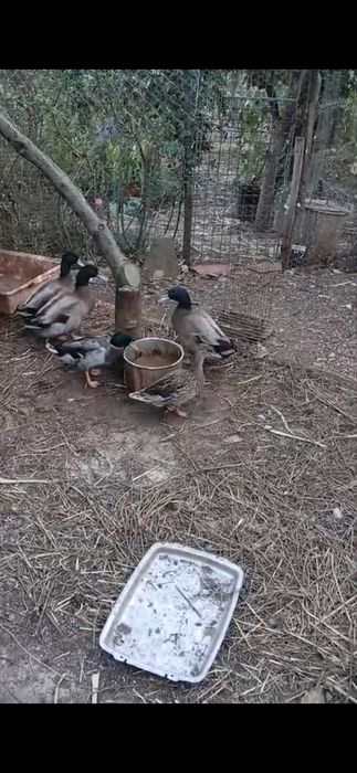 Patos bravos jovens