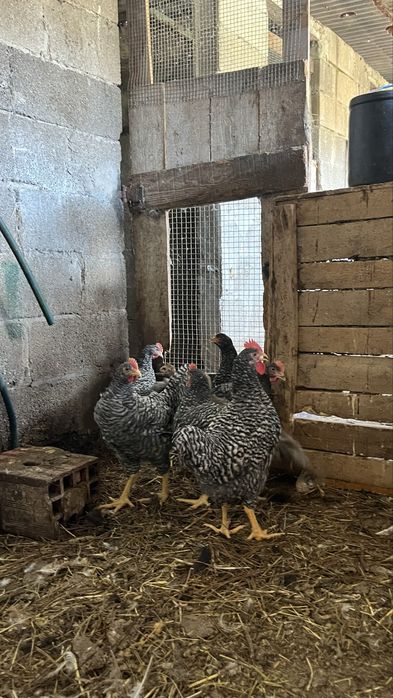 Galos marans , pedres portuguesa, faverolles