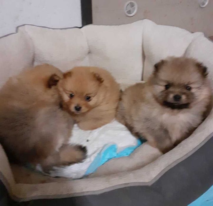 Piekny Szpic Miniaturowy Szpice. Pomeranian piesek boo