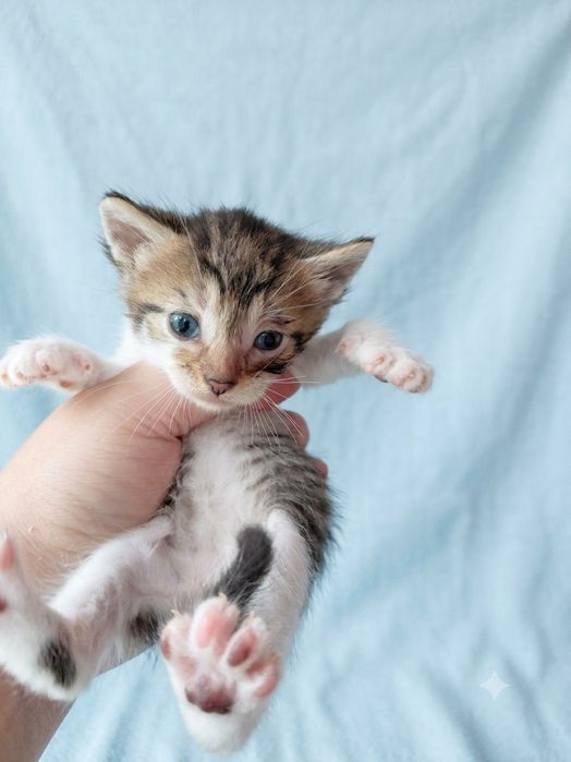 кошенята шукають родини