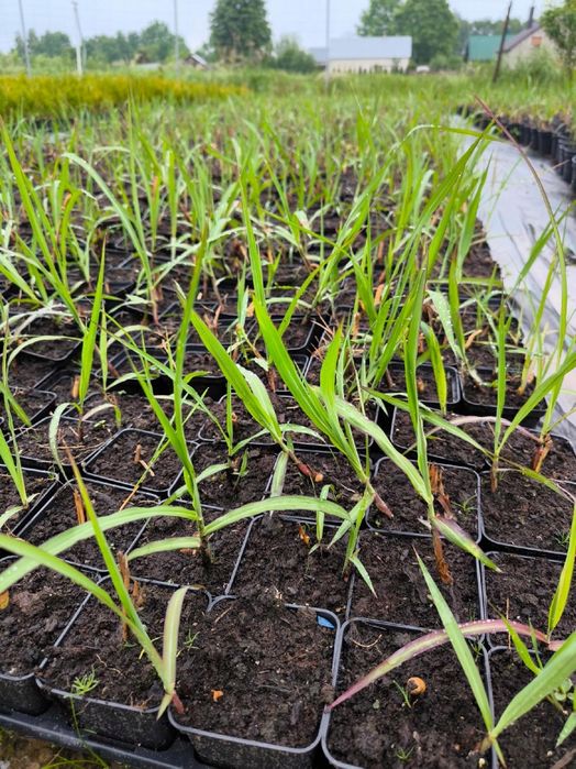 Miskant olbrzymi giganteus sadzonki w doniczce dorasta do 4m
