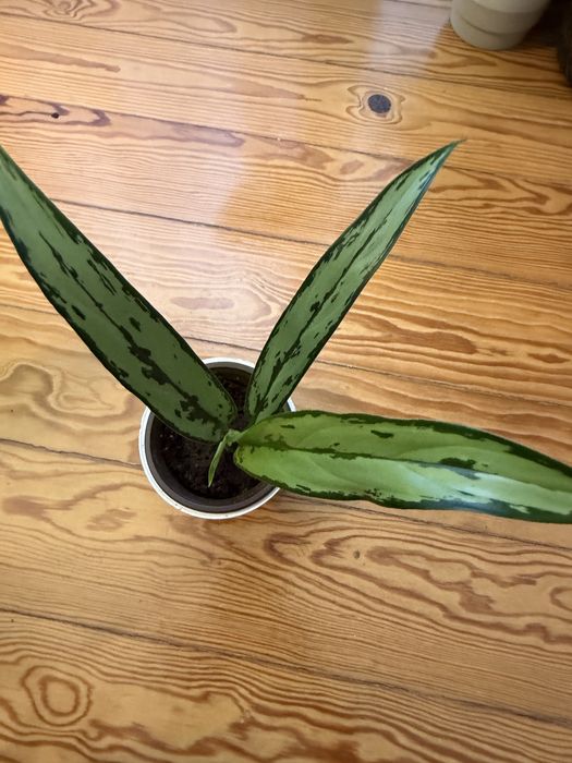 Aglaonema cutlass