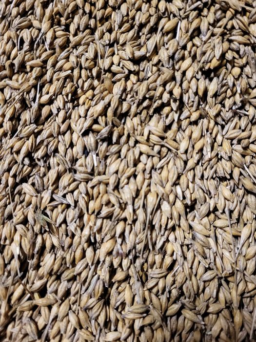 Sprzedam jęczmień ozimy