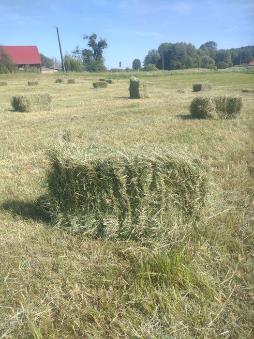 siano w kostkach ,Sprzedam Siano