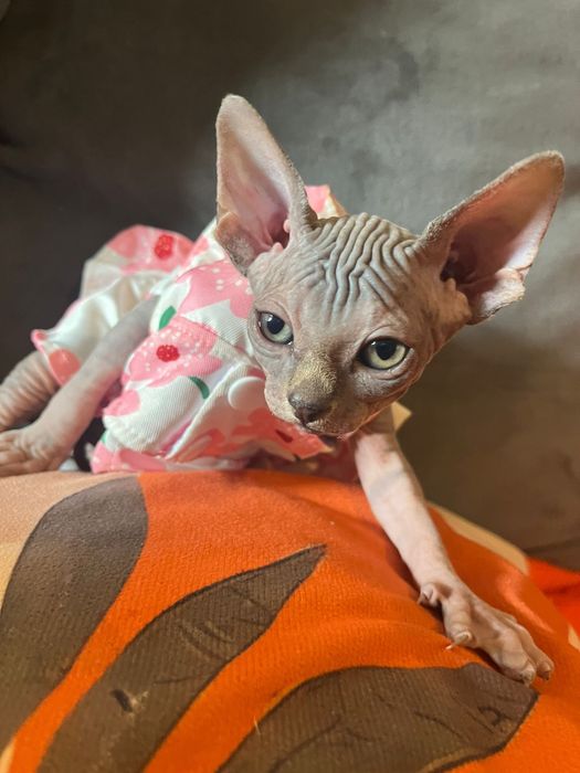 Sphynx  femea maravilhosa