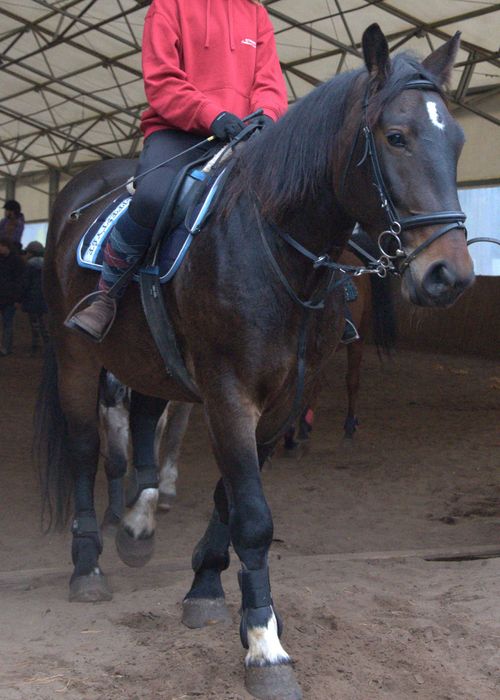 klacz, koń pod siodło, do zaprzęgu