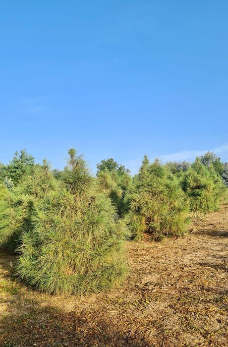 Сосна Жовта (Pinus Ponderosa)