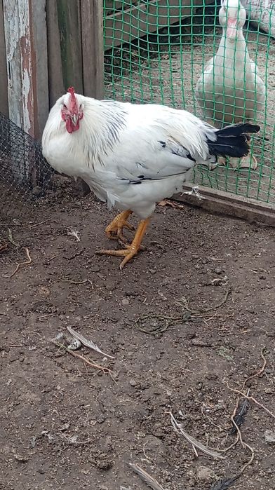 Продам півня молодого Адлера