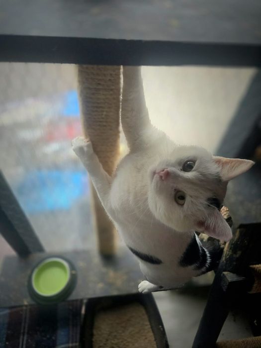 Yoko rozgląda się za domem