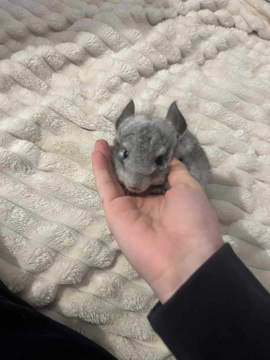 Szynszyle mlode  samica  i samce