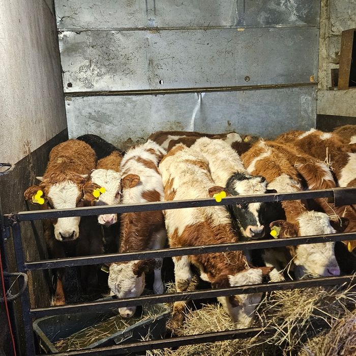 Byczki  żarłoki 180-220kg