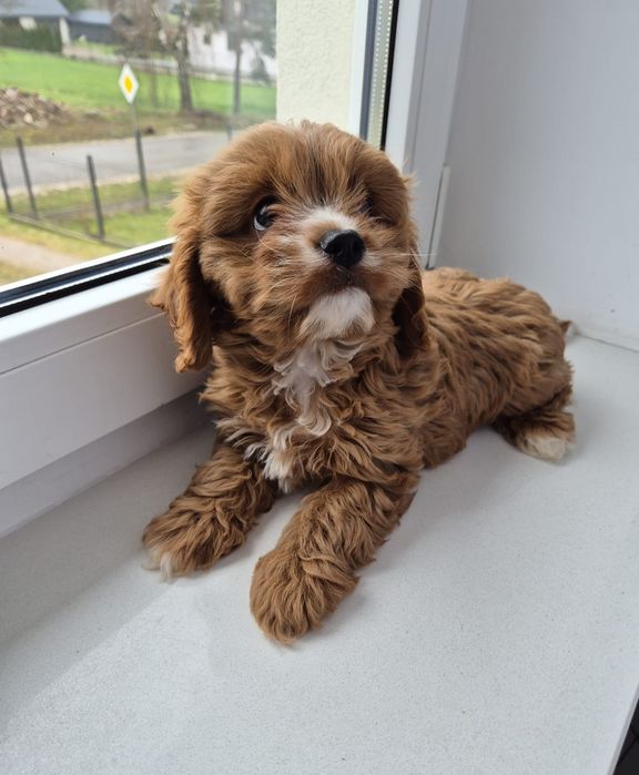 Piesek Cavapoo F1 Cavalier & Pudel