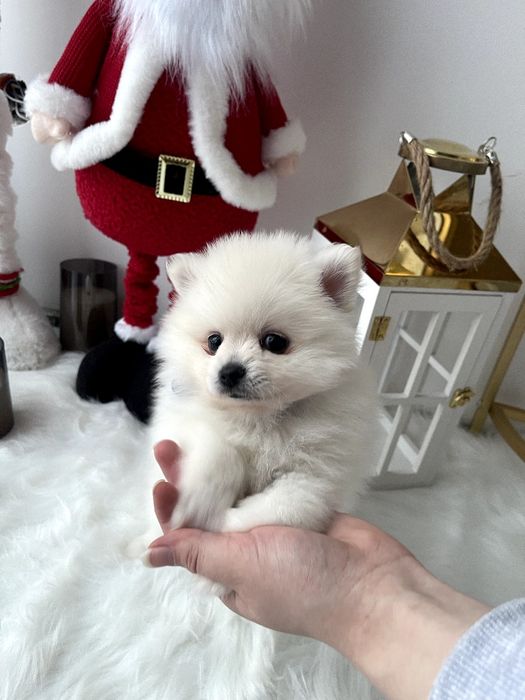 Померанські шпіци — Маленькі моделі для обіймів