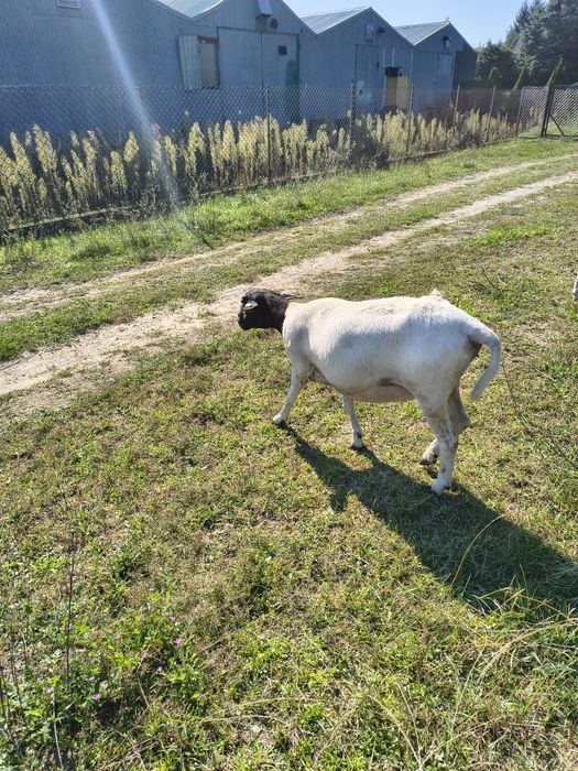 Owce dorper i mieszańce