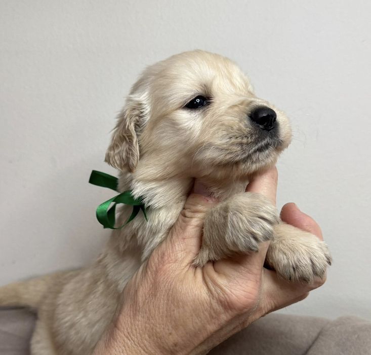 Śliczne szczeniaczki Golden Retriever złote i biszkoptowe