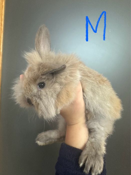 Coelho mini lop