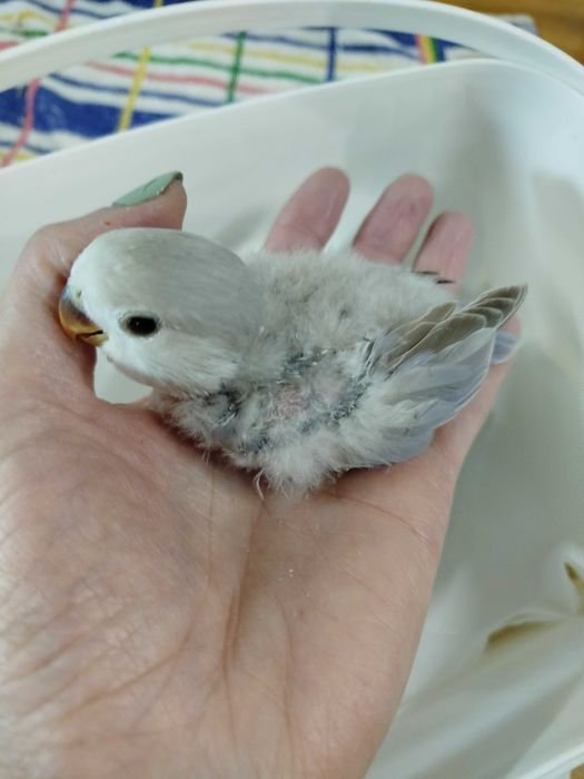 Roseicollis para acabar criar á mão