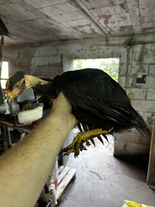 Varias aves disponiveis